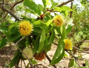 Laboratoire Monique Rémy